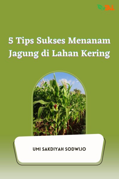 5 Tips Sukses Menanam Jagung di Lahan Kering